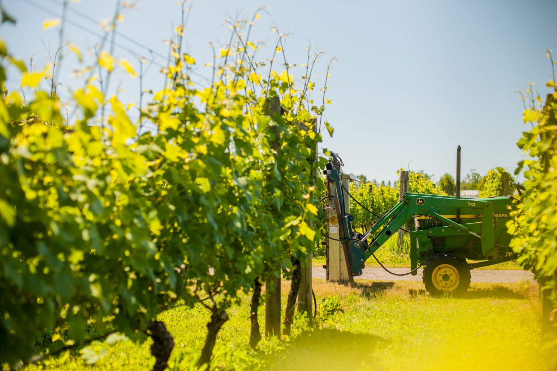 Backyard Vineyards — commercial photo shoot by Nelson Mouëllic
